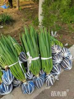 高度60厘米剑麻