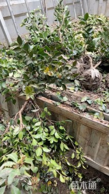 高度40厘米茶梅