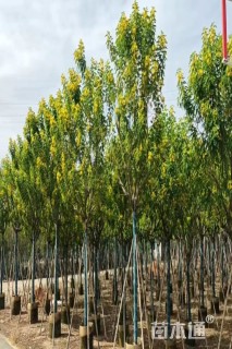 8公分黄花槐