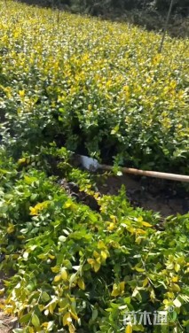 高度40厘米金森女贞