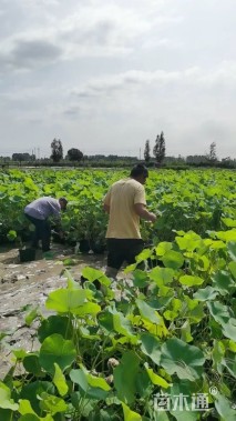 高度40厘米荷花