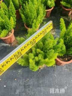 高度35厘米狐尾天门冬