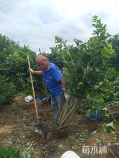 高度120厘米天目琼花