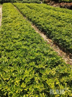 高度25厘米花叶鸭脚木