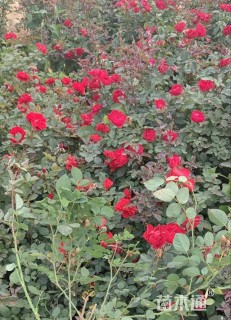 高度40厘米红帽月季