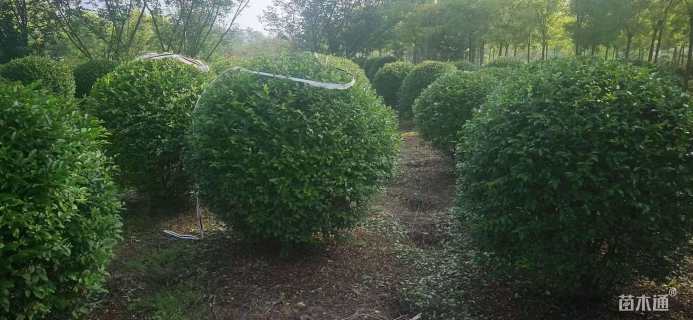 高度190厘米水蜡球