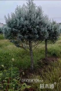 5公分蓝冰柏棒棒糖