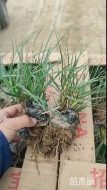 高度20厘米狼尾草