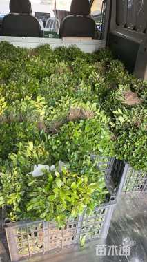 高度15厘米海桐