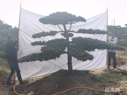 18公分造型树桩盆景-->造型日本五针松