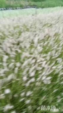 高度50厘米小兔子狼尾草
