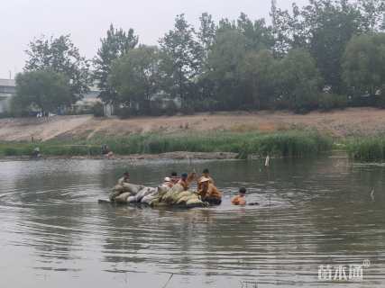 高度50厘米黑藻