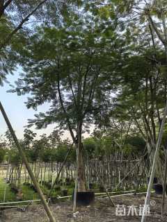 25公分凤凰木