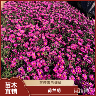 高度25厘米荷兰菊