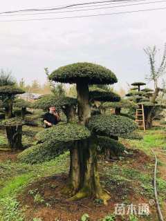 30公分造型对节白蜡
