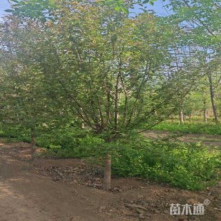 10公分绚丽海棠