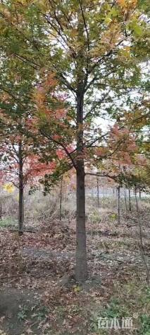 25公分北美红栎