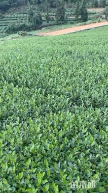 高度16厘米茶树