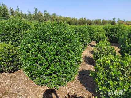 冠幅80厘米大叶黄杨球