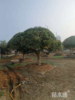 18公分造型石榴