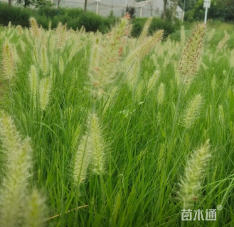 高度30厘米小兔子狼尾草