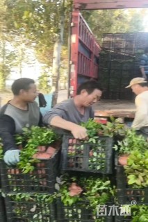 高度30厘米火焰南天竹