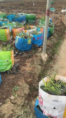 高度20厘米金边麦冬