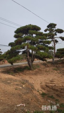 20公分造型黑松