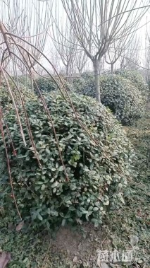 冠幅180厘米无刺枸骨球