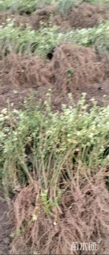 高度40厘米迎春花