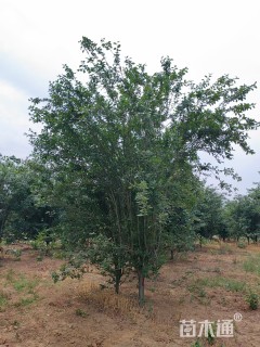 12公分西府海棠