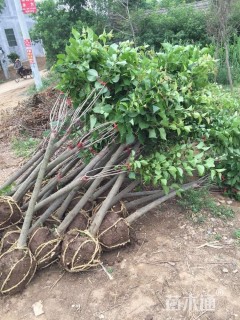 高度60厘米丁香