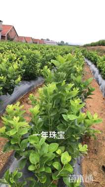 高度50厘米蓝莓