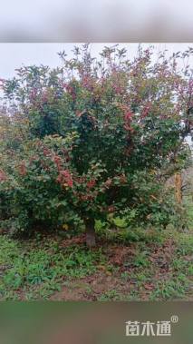 15公分亚当海棠