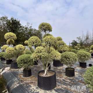 高度180厘米银姬小蜡