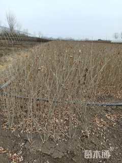 高度60厘米紫叶水蜡