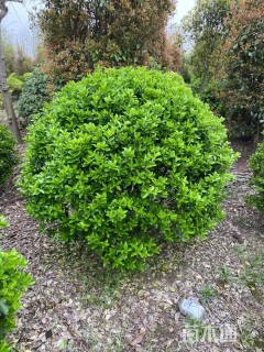 冠幅80厘米大叶黄杨球