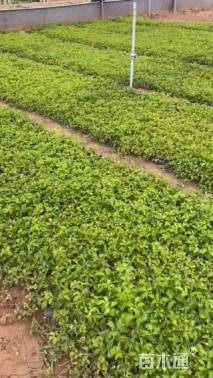 高度14厘米委陵菜