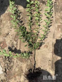 高度40厘米红梅小苗