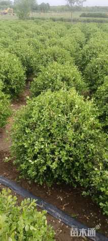 冠幅80厘米小叶黄杨球