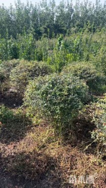 冠幅100厘米火棘球