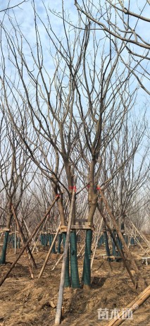 17公分(5杆)丛生朴树