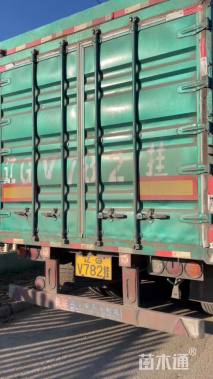 高度40厘米花叶芦竹