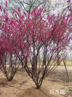 高度600厘米丛生红叶榆叶梅