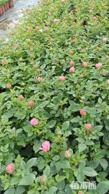 高度15厘米玫瑰