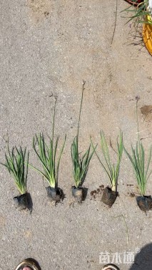 高度40厘米紫娇花