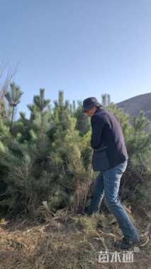 高度150厘米油松