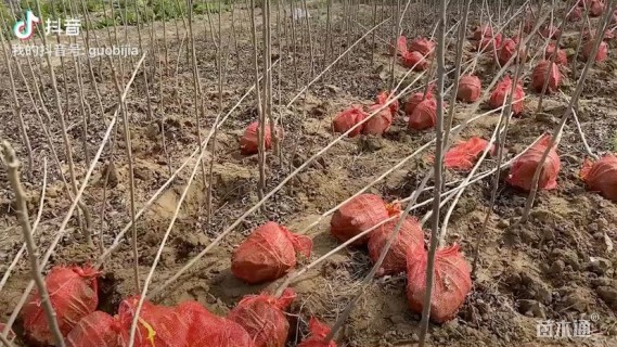 3公分薄壳山核桃