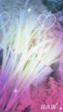 高度10厘米马兰头