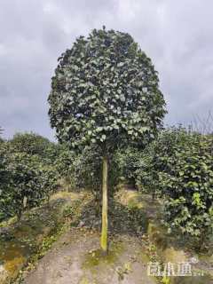 高度250厘米茶花